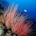 seawhip_jg_v_0705_png0799.jpg